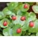 RTD-361925 : 25pc Mini Wooden Ladybug Charms - 11mm Tiny Self-Adhesive Ladybugs for DIY Crafts, Scrapbooking & Card Making at Heaven's Charms RTD-361925 : 25pc Mini Wooden Ladybug Charms - 11mm Tiny Self-Adhesive Ladybugs for DIY Crafts, Scrapbooking & Card Making at Heaven's Charms